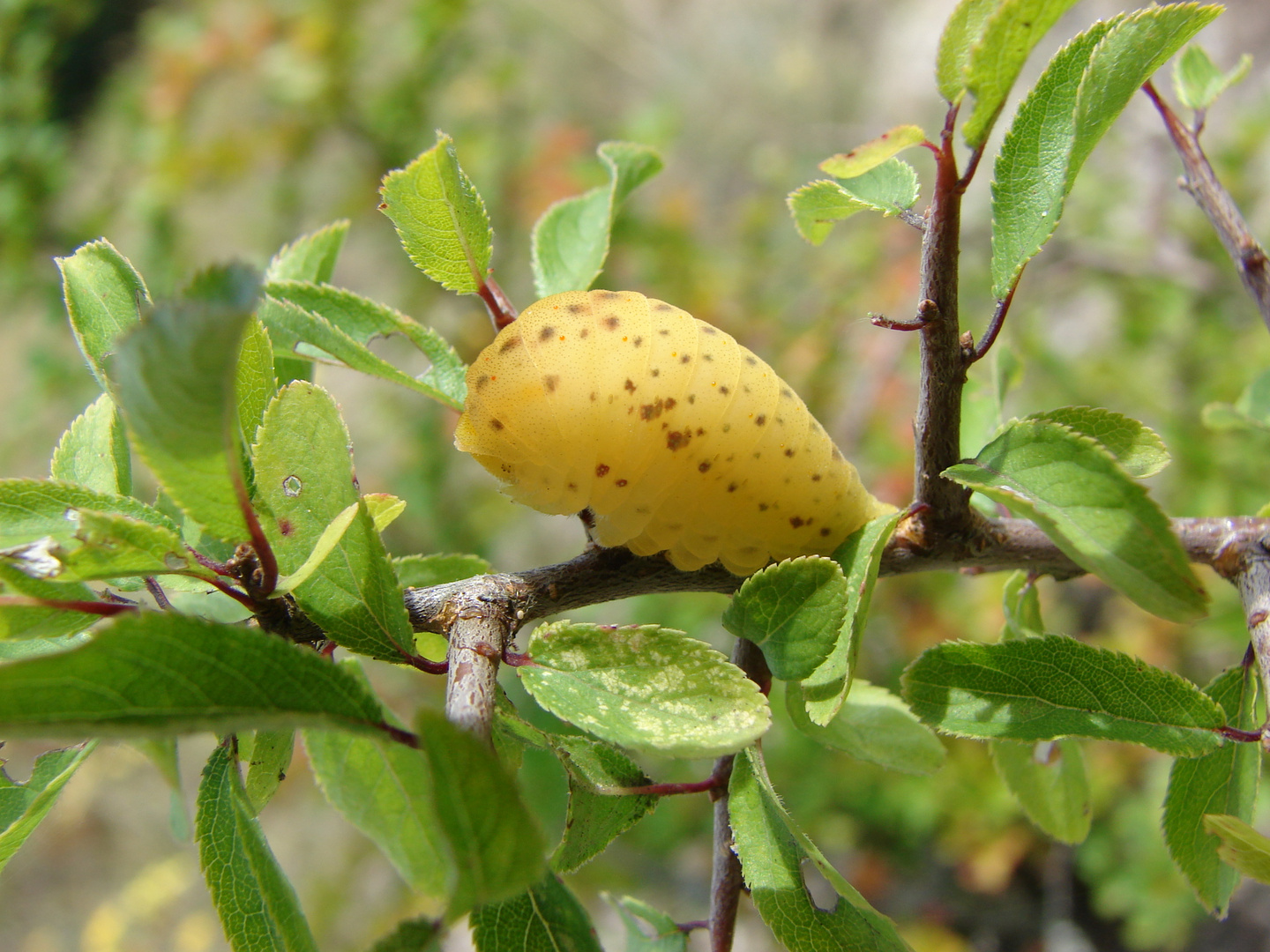 Segelfalter,Iphiclides podalirius