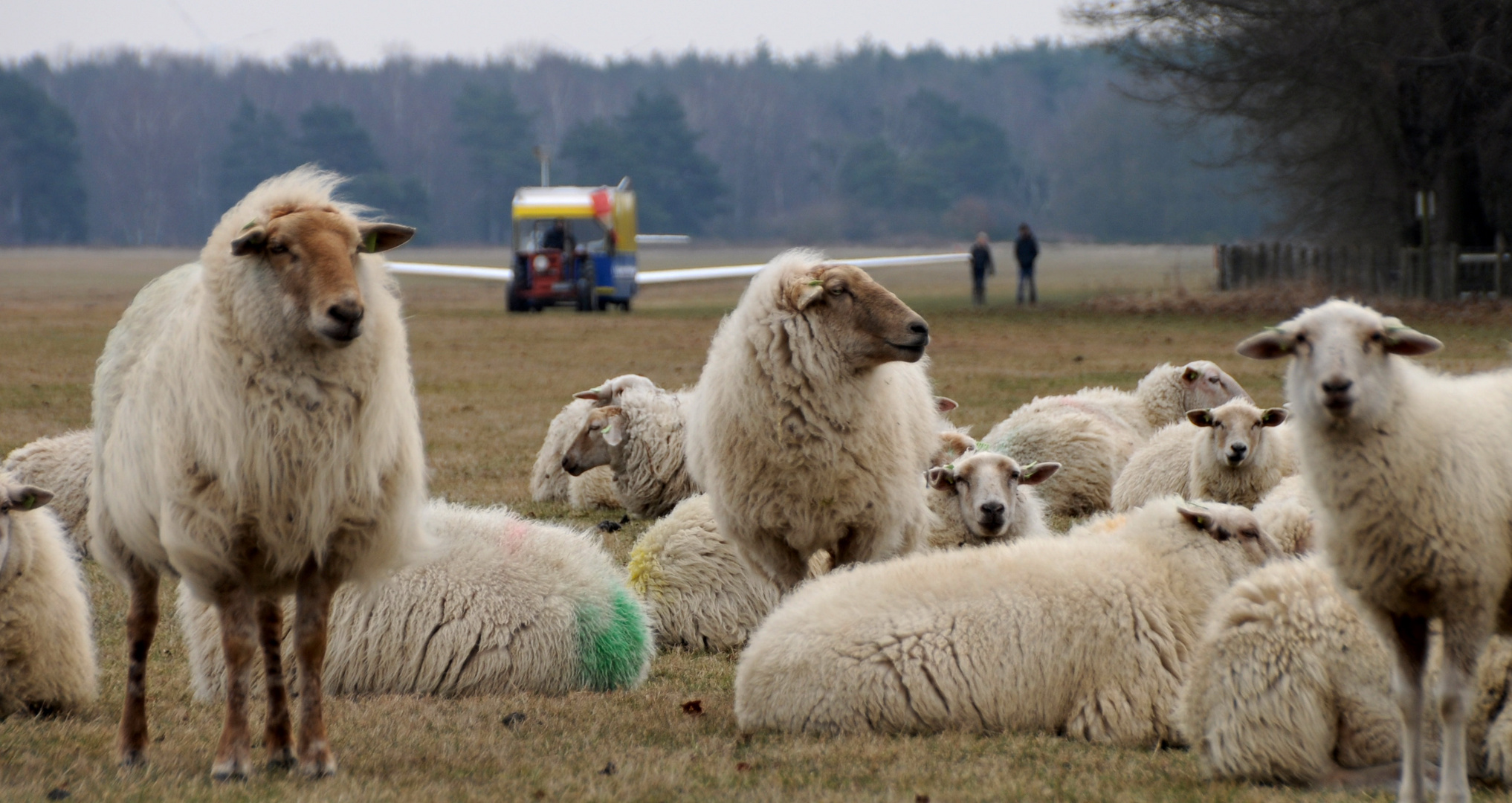 Segelfliegen Venloer Heide