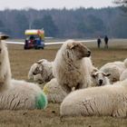 Segelfliegen Venloer Heide