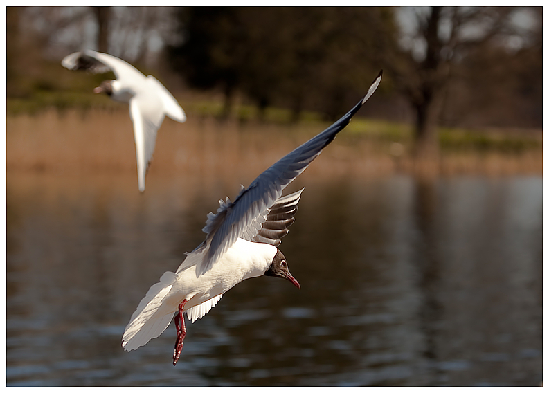 Segelflieger