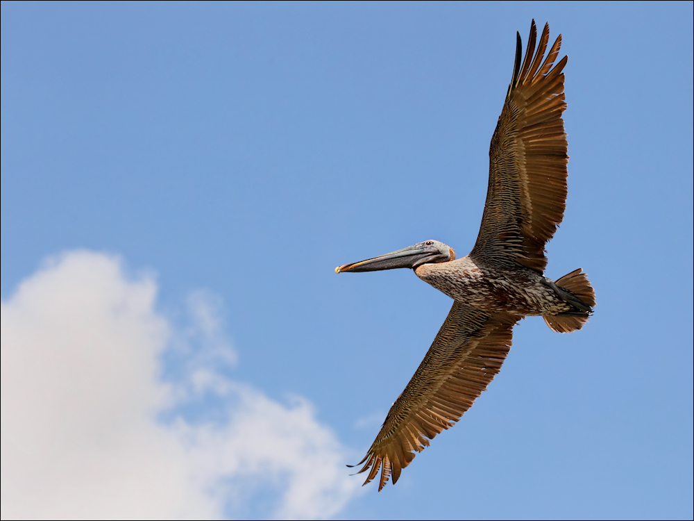 Segelflieger