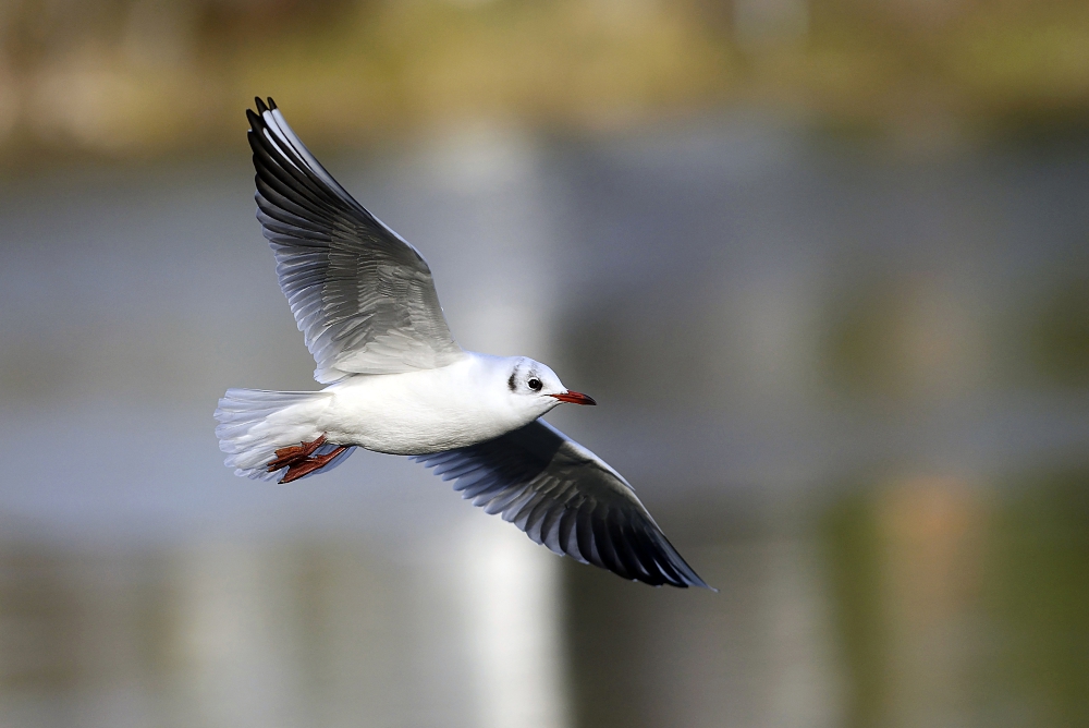 Segelflieger