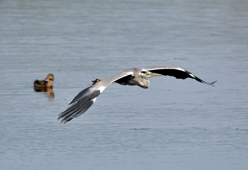 Segelflieger 