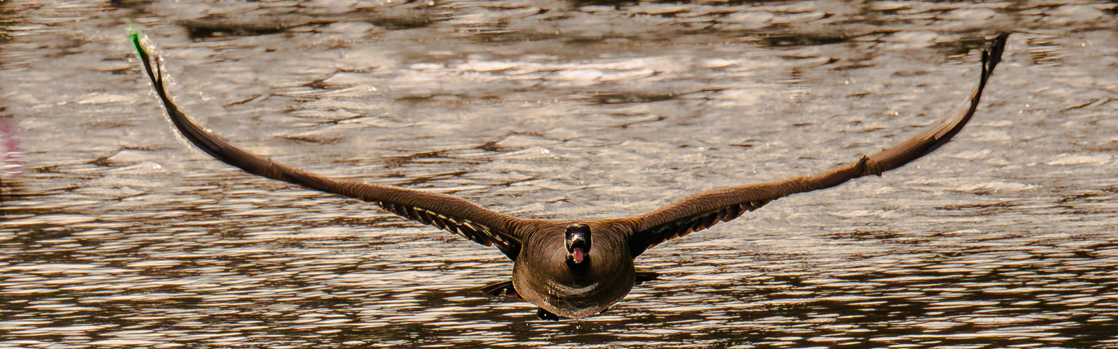 Segelflieger