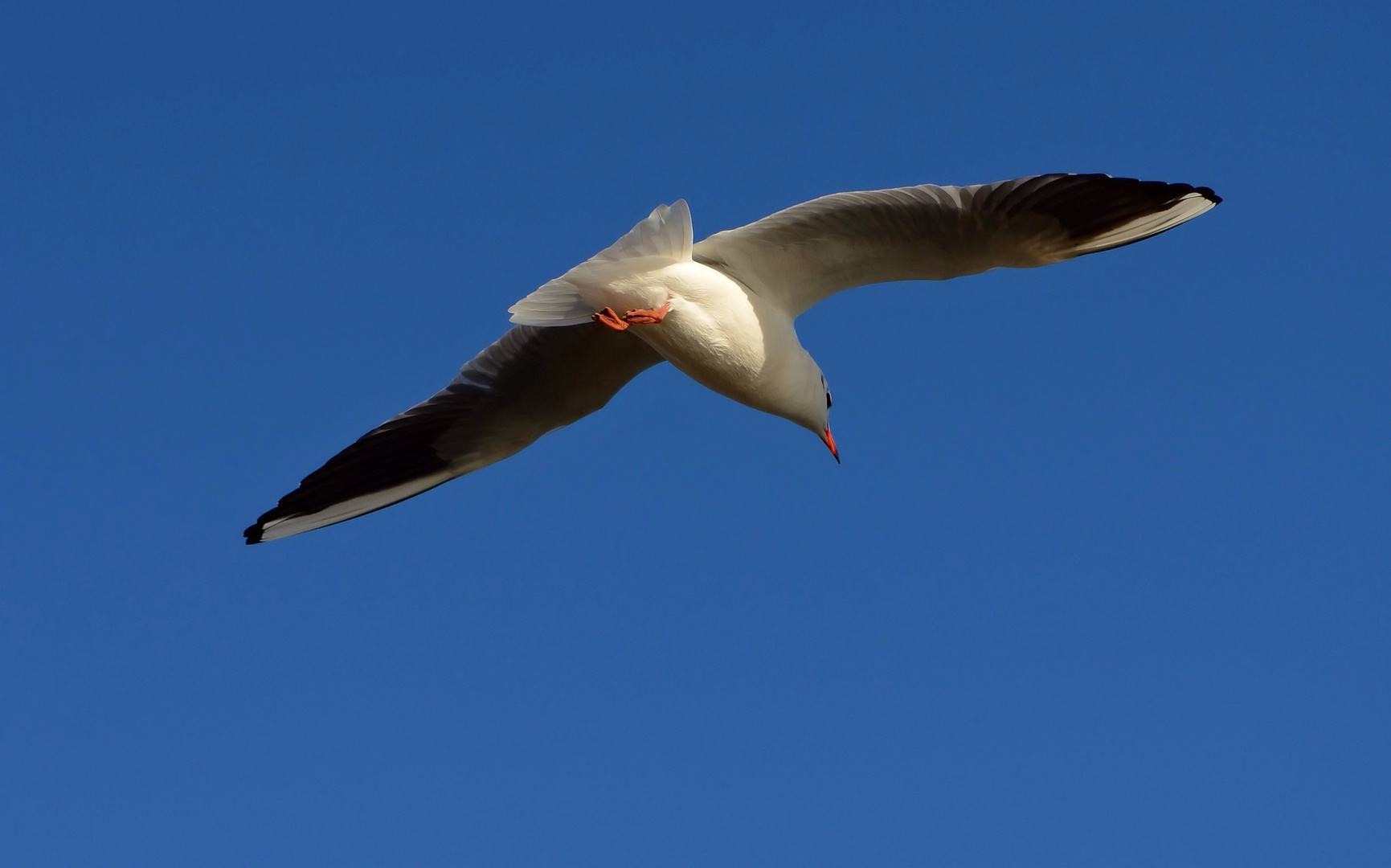 Segelflieger...