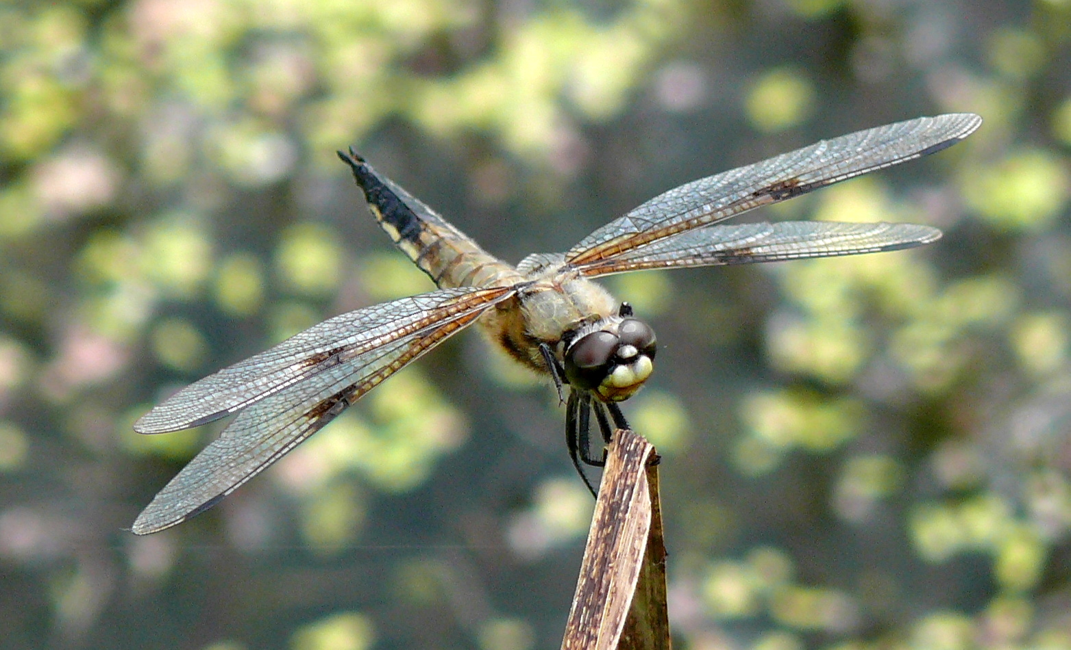 Segelflieger I