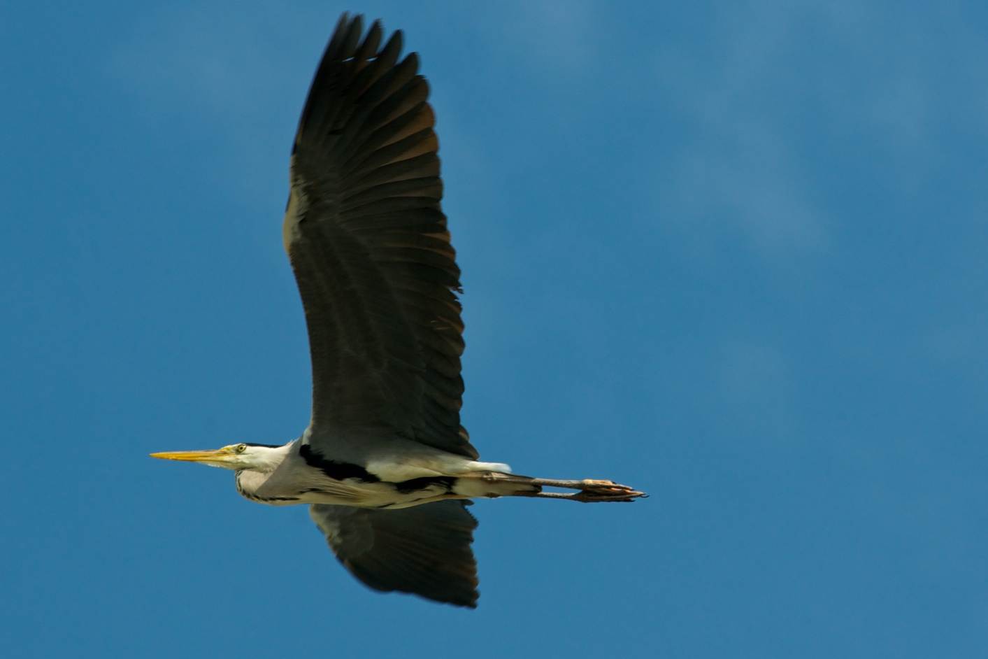 Segelflieger in Perfektion