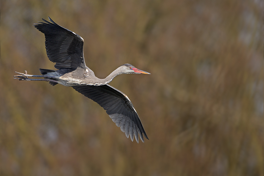 Segelflug