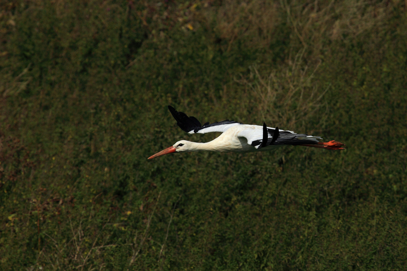 Segelflug