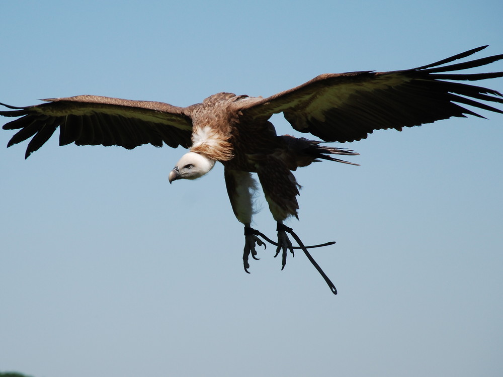 Segelflug am Himmel