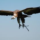 Segelflug am Himmel