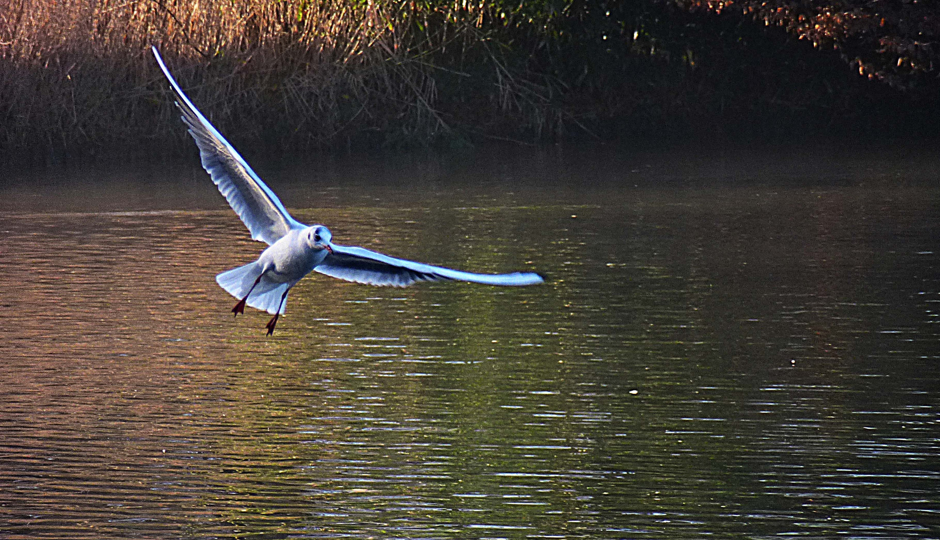 Segelflug