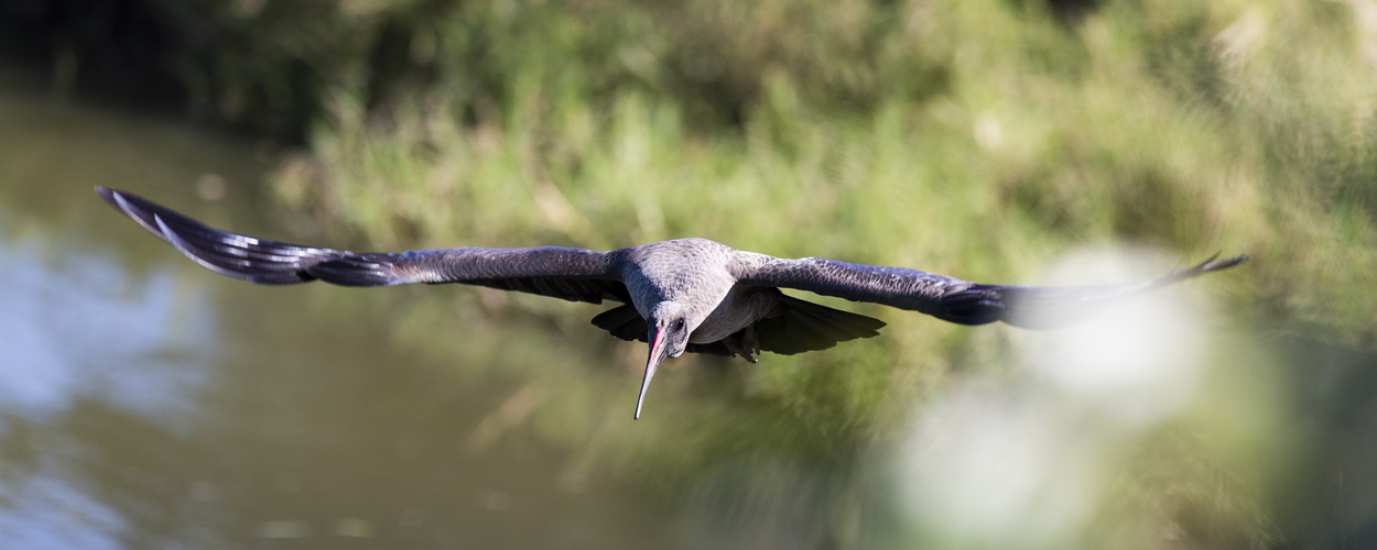 Segelflug - Hadeda-Ibis