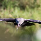 Segelflug - Hadeda-Ibis