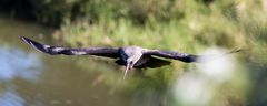 Segelflug - Hadeda-Ibis