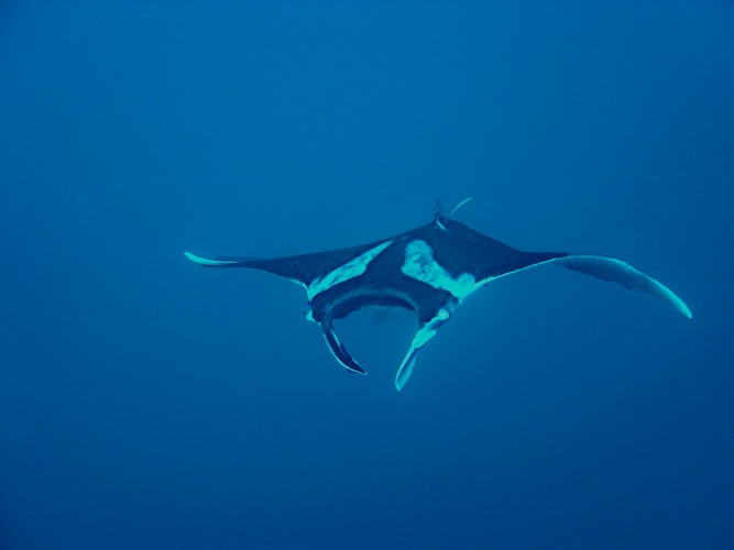 Segelflug in Blau