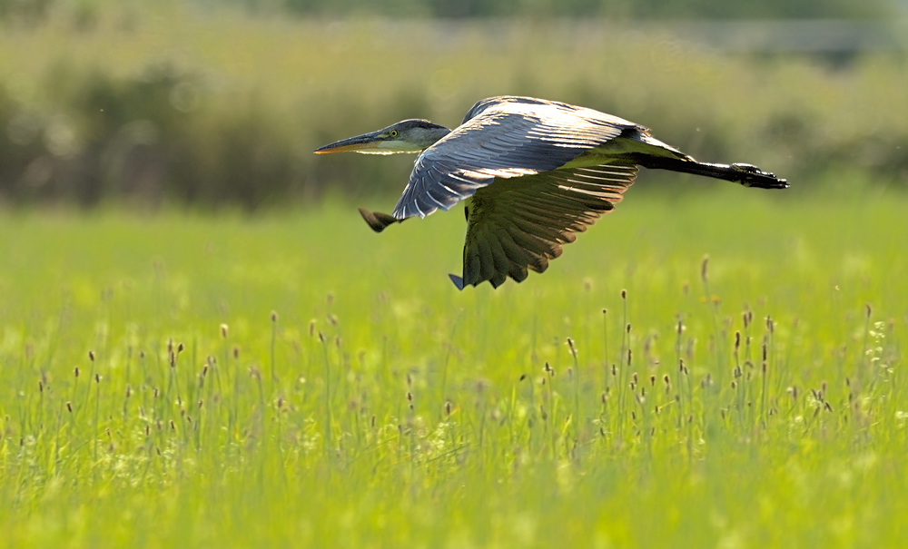 Segelflug über Grün ...