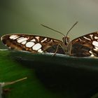 Segelflugtauglich - Brauner Segler