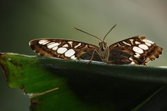 Segelflugtauglich - Brauner Segler