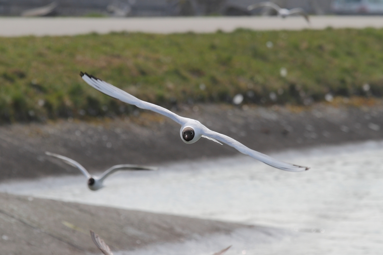 Segelflugzeug