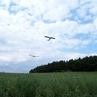 Segelflugzeug kurz nach dem Start