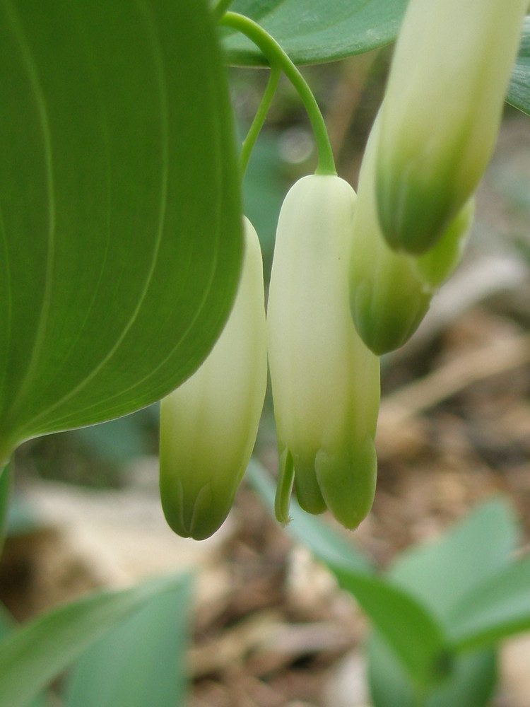 Segell de Salomó. Polygonatum odoratum