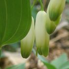 Segell de Salomó. Polygonatum odoratum