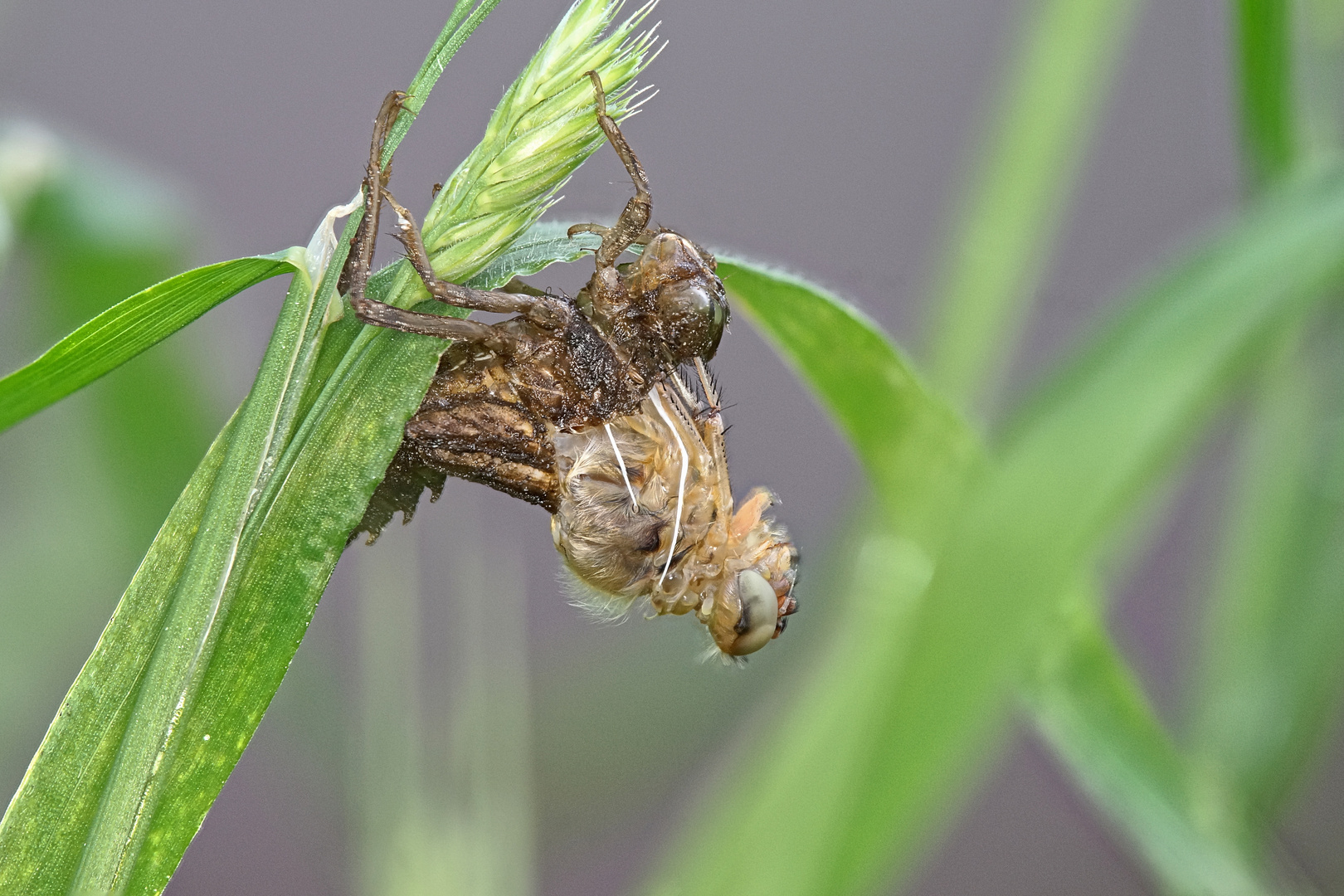 Segellibelle hat die Larvenhaut aufgerissen