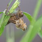 Segellibelle hat die Larvenhaut aufgerissen