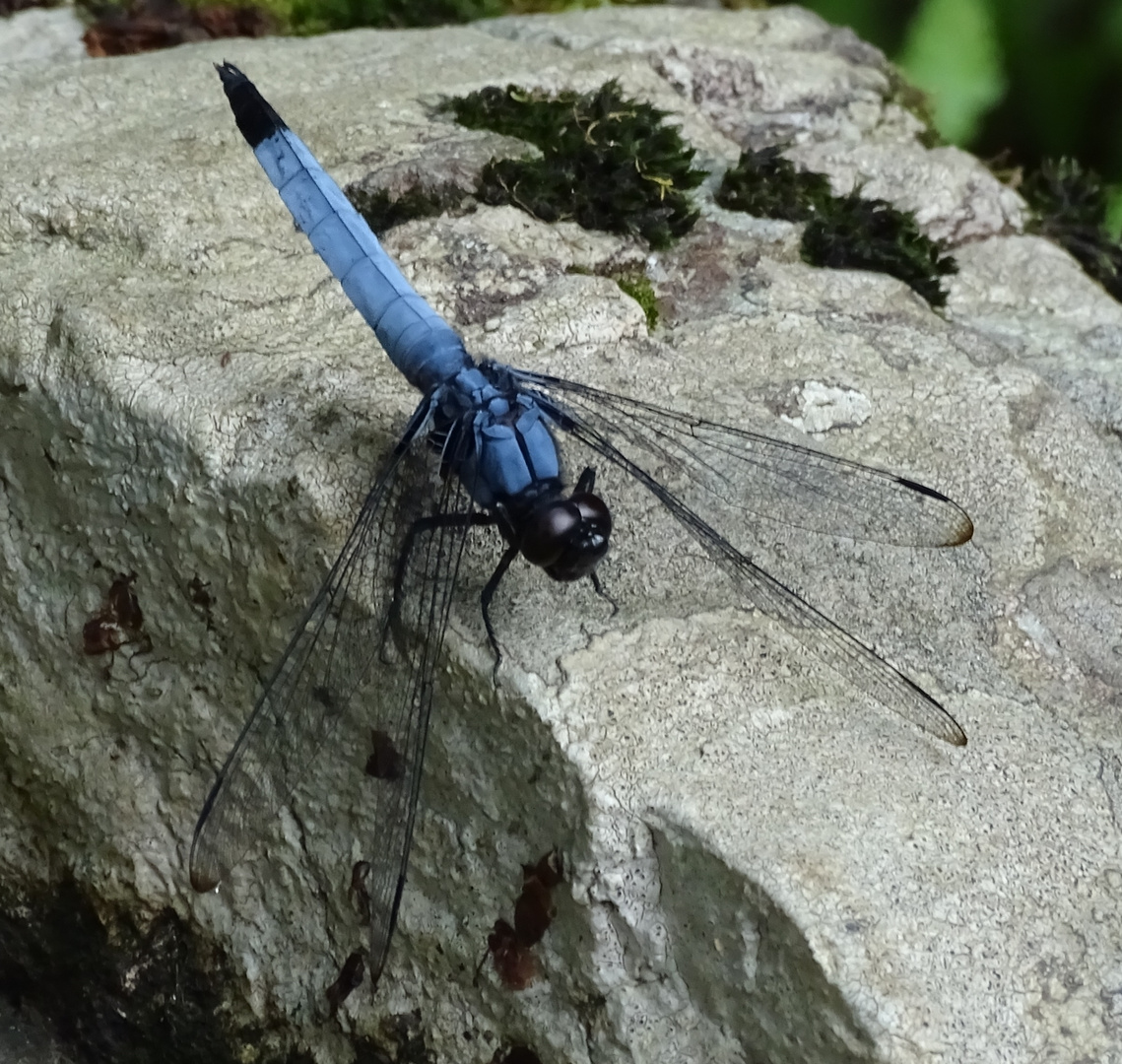 Segellibelle in Japan (Orthetrum triangulare)