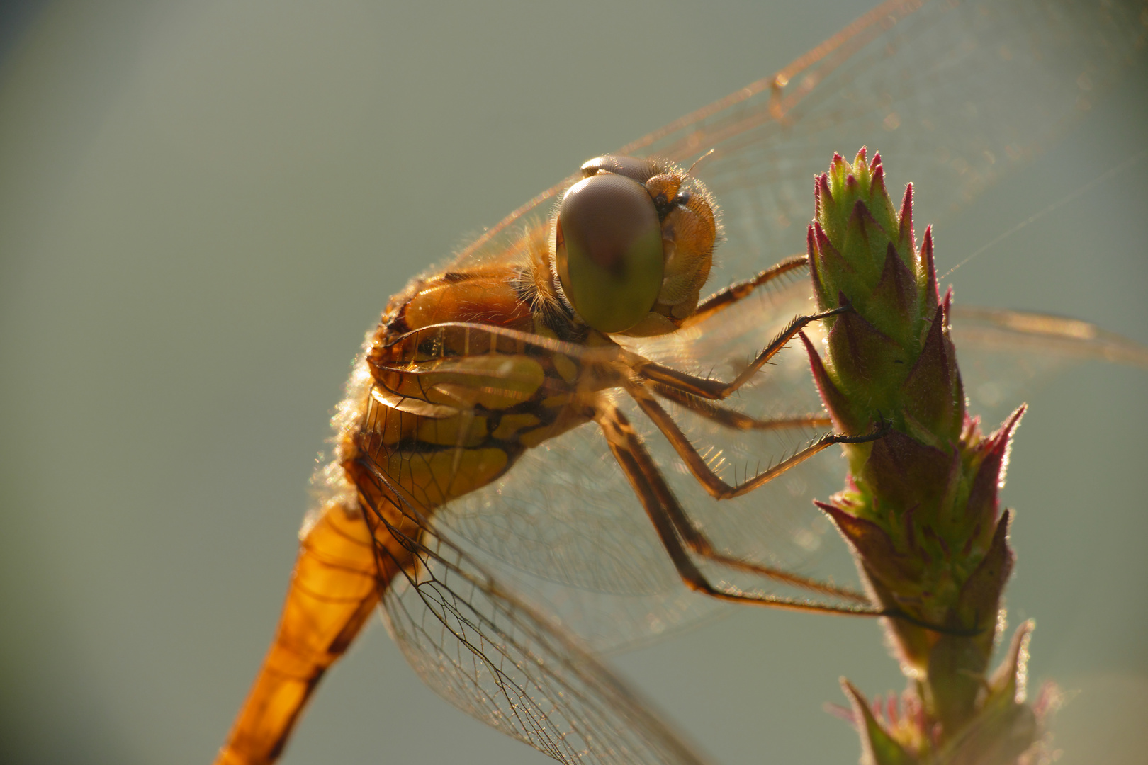 Segellibelle - Libelle 3 - Makro