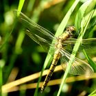 Segellibelle (Orthetrum cancellatum)...Grosser Blaupfeil