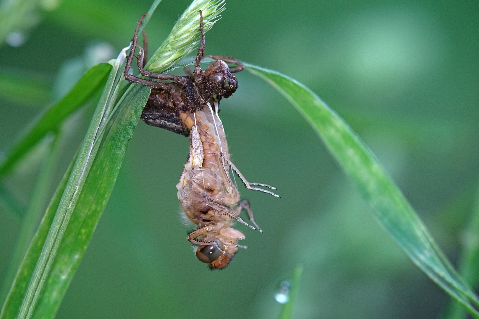 Segellibelle verlässt die Larvenhülle