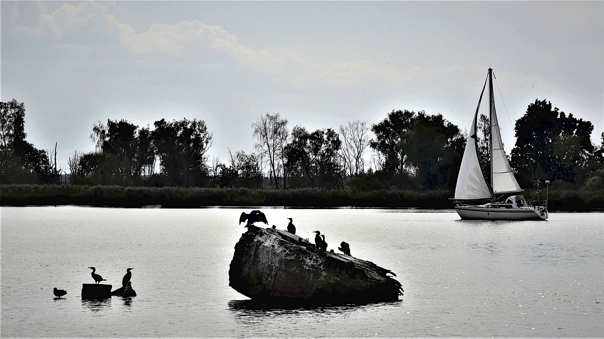 Segeln auf dem Peenestrom