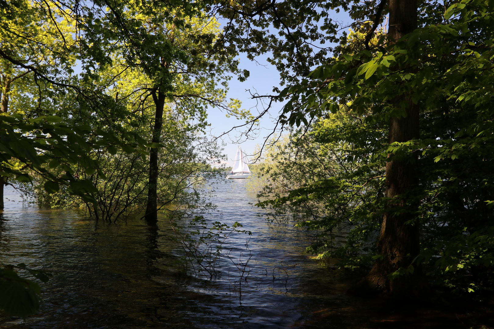 Segeln im Wald