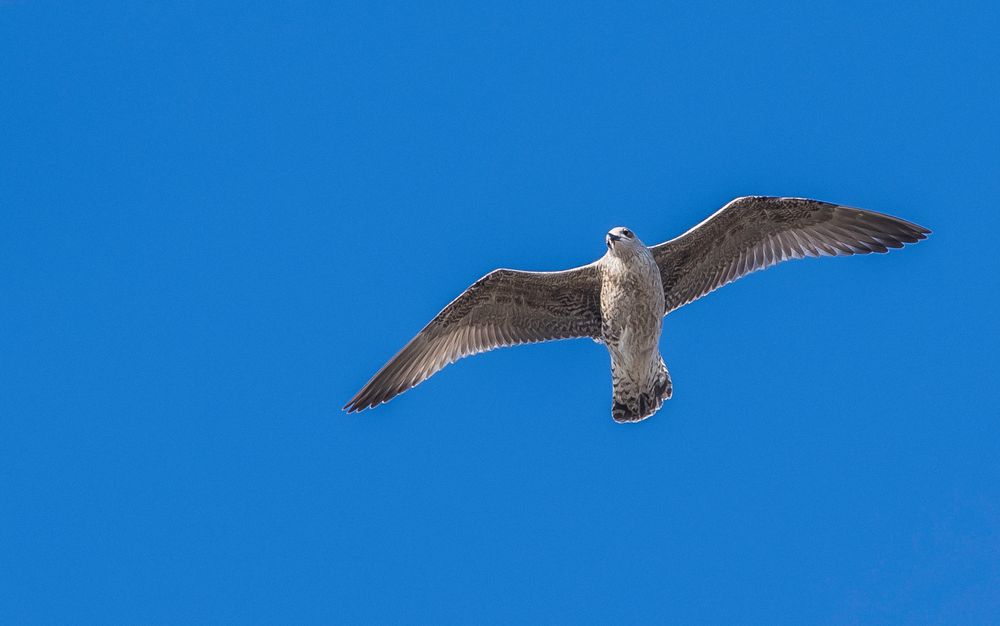 Segeln muss schön sein