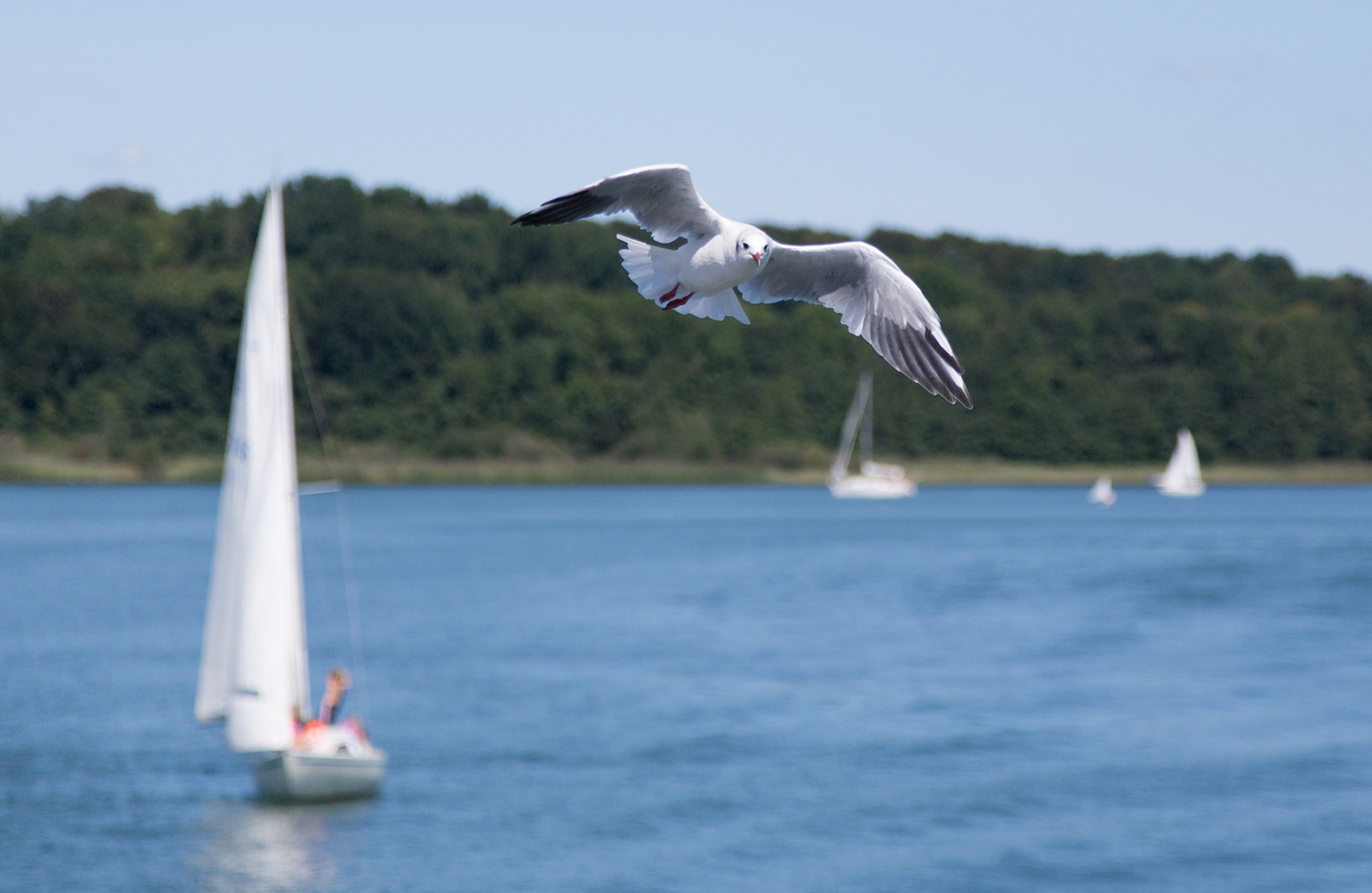 segeln oder fliegen?