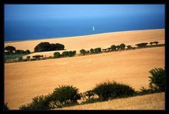 Segeln überm Kornfeld