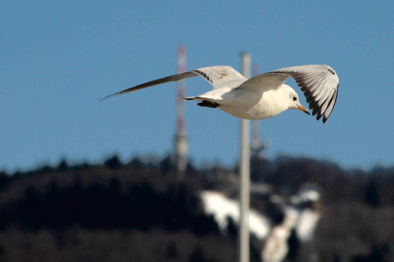 Segeln vor dem Königsstuhl