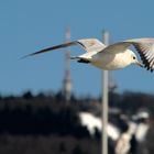 Segeln vor dem Königsstuhl