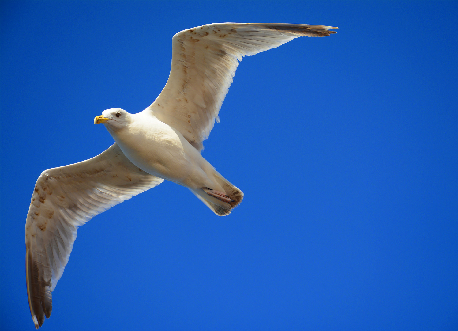 segelnde Möwe vor blauem Himmel