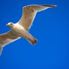 segelnde Möwe vor blauem Himmel