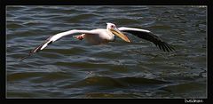 Segelnder Pelikan