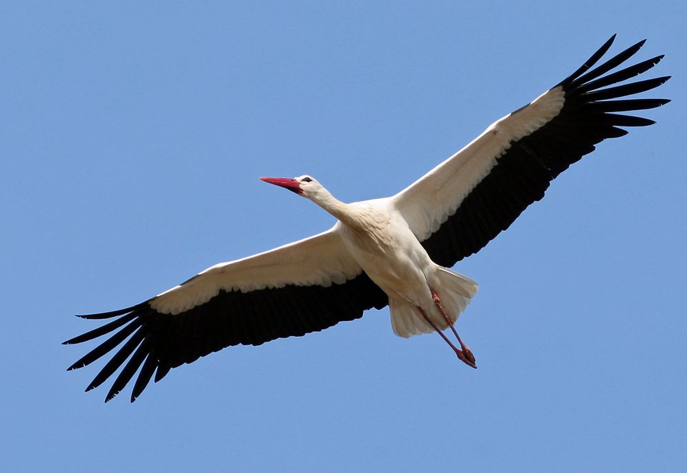 Segelnder Weißstorch