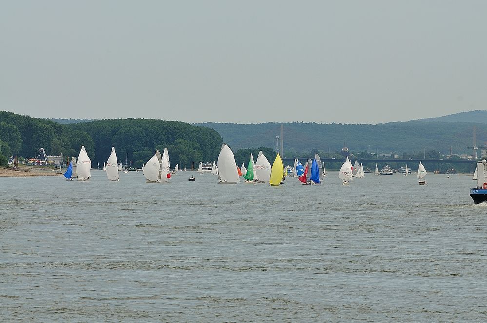 Segelregatta auf dem Rhein