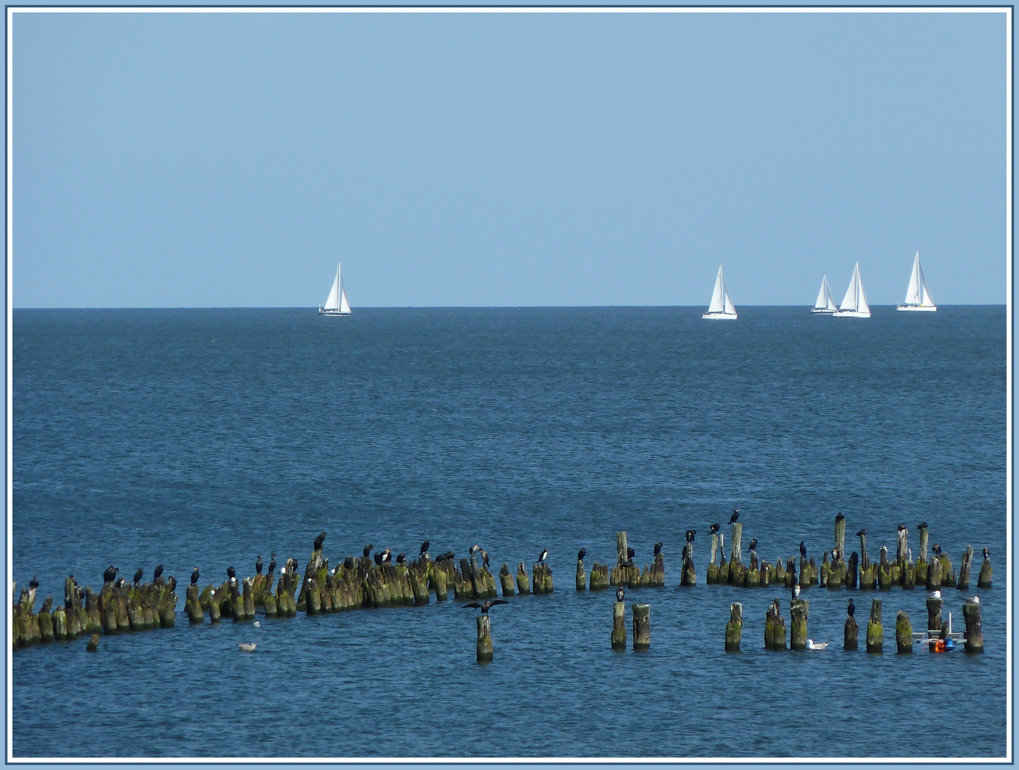 Segelregatta mit tierischen Zuschauern