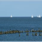 Segelregatta mit tierischen Zuschauern