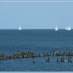 Segelregatta mit tierischen Zuschauern