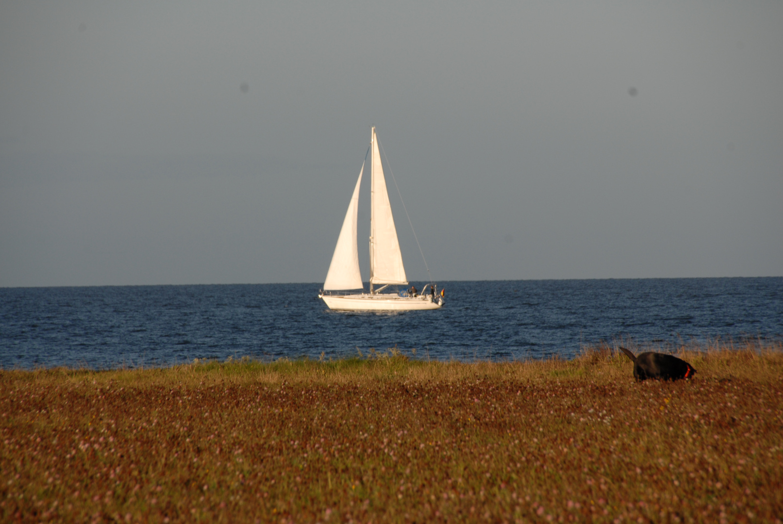 Segelschiff entdeckt