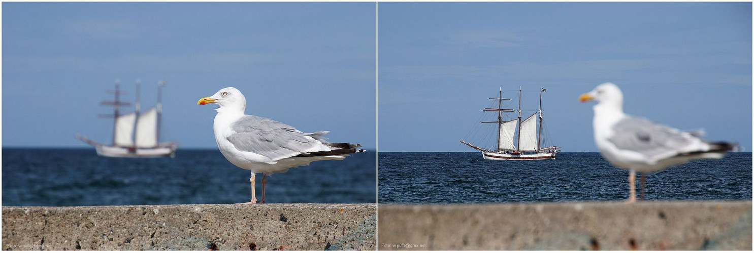 Segelschiff + Möwe